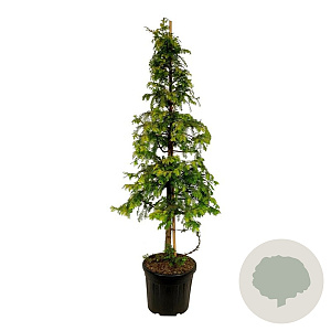 Metasequoia gl. Amber Glow 200-225 cm cont. 55L extra