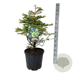 Metasequoia gl. 'Schirrm. Nordl.' 80-100 cm 30L extra