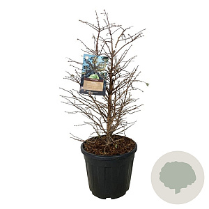 Metasequoia gl. 'Schirrm. Nordl.' 80-100 cm 30L extra