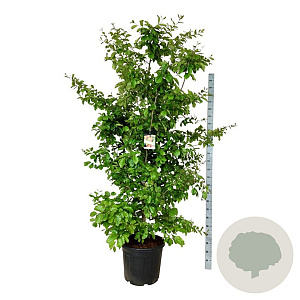 Parrotia persica 200-225 cm cont. 55L extra