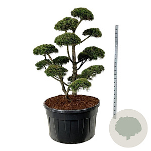 Pinus mugo 'Gnom' 150-175 cm cont. 500L bonsai