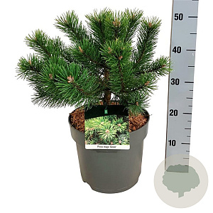 Pinus mugo 'Gnom' 25-30 cm 6,5L