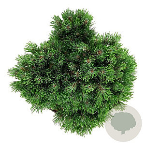 Pinus mugo 'Heideperle' 25-30 cm 6,5L