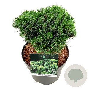 Pinus mugo 'Heideperle' 25-30 cm 6,5L