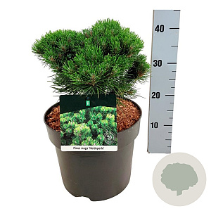 Pinus mugo 'Heideperle' 25-30 cm 6,5L