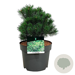 Pinus mugo 'Mops' 25-30 cm 6,5L