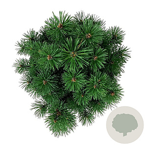 Pinus mugo 'Mops' 25-30 cm 6,5L