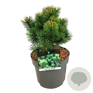 Pinus mugo 'Mumpitz' 25-30 cm 6,5L
