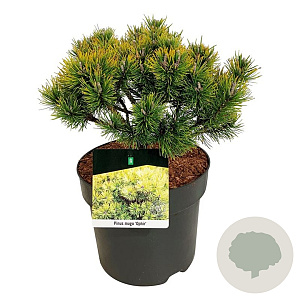 Pinus mugo 'Ophir' 25-30 cm 6,5L