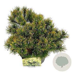 Pinus mugo 'Ophir' 25-30 cm 6,5L