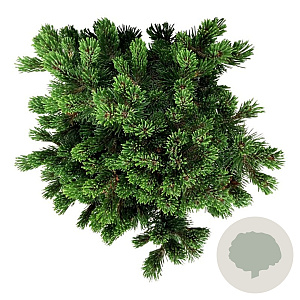 Pinus mugo 'Sherwood Compact' 25-30 cm 6,5L