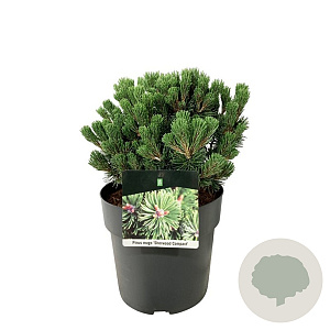 Pinus mugo 'Sherwood Compact' 25-30 cm 6,5L