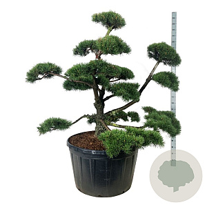 Pinus mugo 150-175 cm cont. 285L bonsai