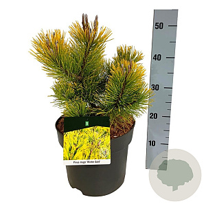 Pinus mugo 'Winter Gold' 25-30 cm 6,5L
