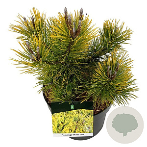 Pinus mugo 'Winter Gold' 25-30 cm 6,5L