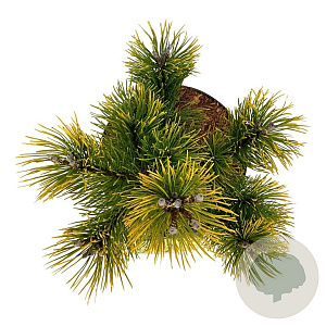 Pinus mugo 'Winter Gold' 25-30 cm 6,5L