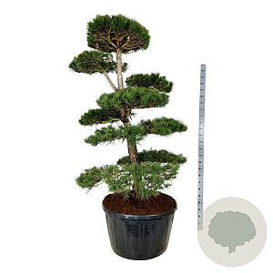 Pinus nigra nigra 200-225 cm cont. 285L bonsai