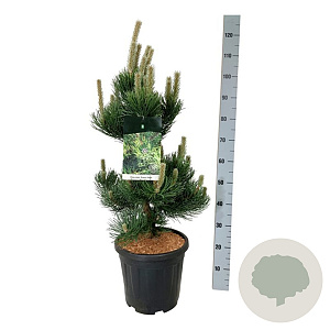 Pinus nigra 'Oregon Green' 80-100 cm 15L