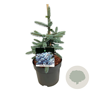 Picea pungens 'Erich Frahm' 30-40 cm 6,5L