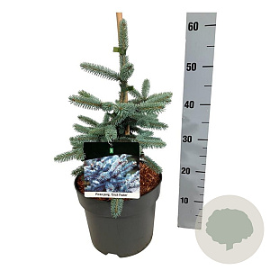 Picea pungens 'Erich Frahm' 30-40 cm 6,5L