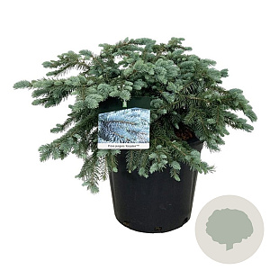 Picea pungens 'Karpaten' 60-80 cm 30L extra