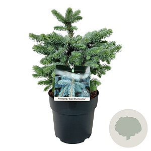 Picea pungens Super Blue Seedling 30-40 cm 6,5L