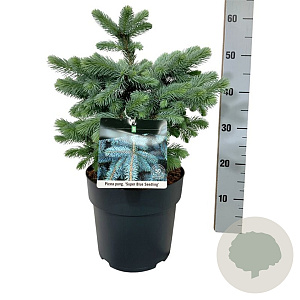 Picea pungens Super Blue Seedling 30-40 cm 6,5L