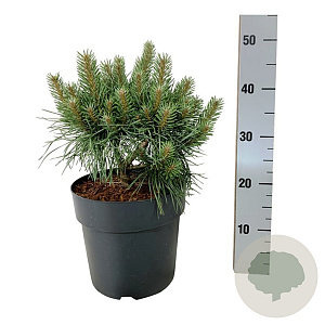 Pinus sylv. Blue Pearl 25-30 cm 6,5L