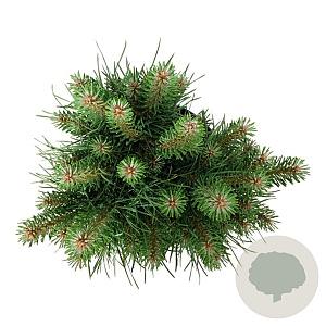 Pinus sylv. Blue Pearl 25-30 cm 6,5L