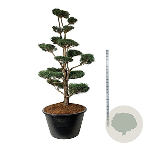 Pinus sylvestris 225-250 cm cont. 500L bonsai