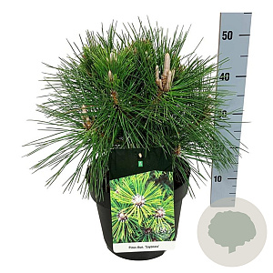 Pinus thunbergii 'Sayonara' 30-40 cm 6,5L
