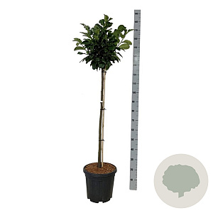 Prunus l. Etna 90 cm stam 15L