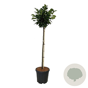 Prunus l. Etna 90 cm stam 15L