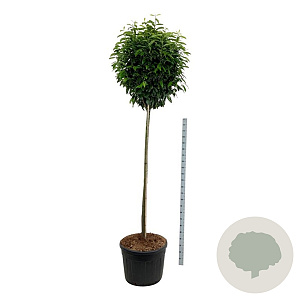 Prunus l. Genolia 180 cm stam cont. 130L extra