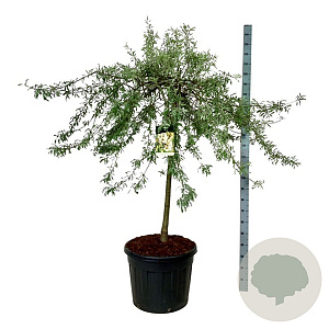 Pyrus salicifolia 'Pendula' 120 cm stam cont. 90L extra