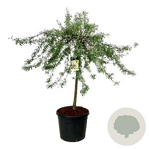 Pyrus salicifolia 'Pendula' 120 cm stam cont. 90L extra