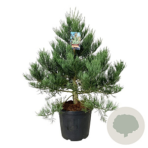 Sequoiadendron g. 'H. Mammoth One' 100-125 cm cont. 55L extra