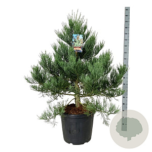 Sequoiadendron g. 'H. Mammoth One' 100-125 cm cont. 55L extra