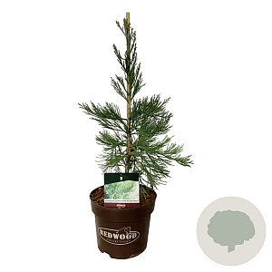 Sequoiadendron g. 'H. Mamm. Three' 50-60 cm 7,5L