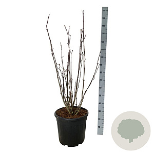 Staphylea colchica 100-125 cm 30L extra