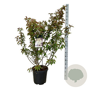 Stachyurus praecox 125-150 cm 30L extra