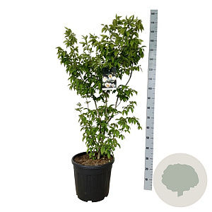 Stewartia pseudocamellia 100-125 cm 30L extra