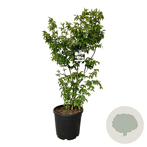 Stewartia pseudocamellia 100-125 cm 30L extra