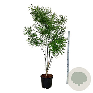 Styphnolobium japonicum 200-225 cm cont. 55L extra