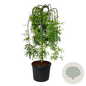 Styphnolobium j. 'Pendula' 180 cm stam cont. 130L extra