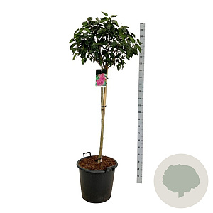 Syringa v. 'And. an Ludwig Späth' 120 cm stam cont. 55L extra