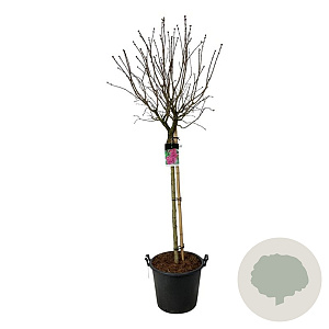 Syringa v. 'And. an Ludwig Späth' 120 cm stam cont. 55L extra