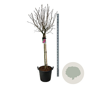 Syringa v. 'And. an Ludwig Späth' 120 cm stam cont. 55L extra