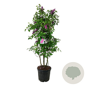 Syringa v. 'And. an Ludwig Späth' 150-175 cm cont. 55L extra