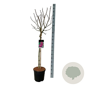 Syringa v. 'And. an Ludwig Späth' 90 cm stam 15L